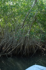 The mangroves get thicker and thicker