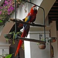 Bird at the Chichi hotel