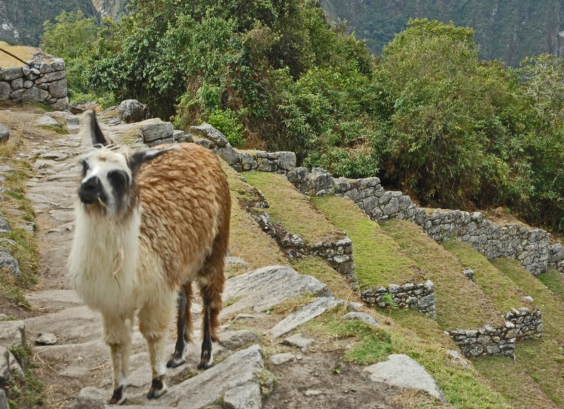 Wild llamas hang out at Machu Picchu