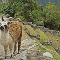 Wild llamas hang out at Machu Picchu
