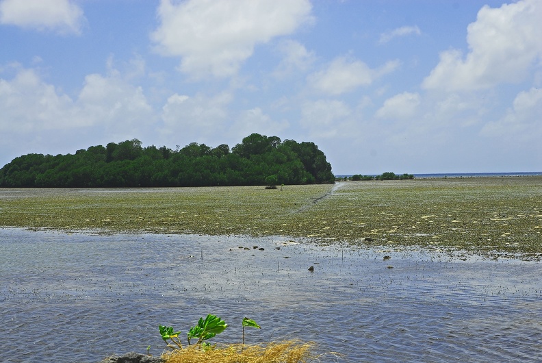 Very persistent mangroves.jpg