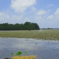 Very persistent mangroves