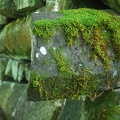 A little moss on the rocks