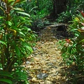 Pretty trail through the jungle