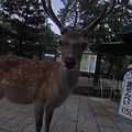 The deer used to be sacred now they are beggars