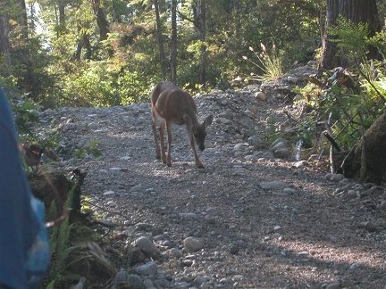 Mandatory wildlife on our nature walk in Ucluelet
