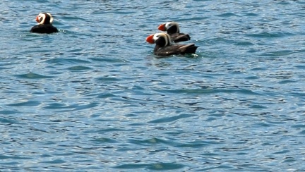 And some puffins