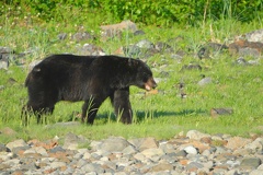 A black bear on the beach at North Sandy