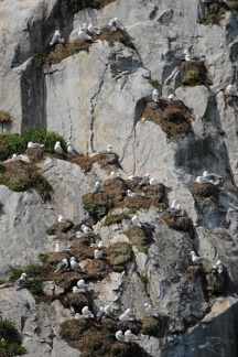 A kittiwake colony at South Marble also