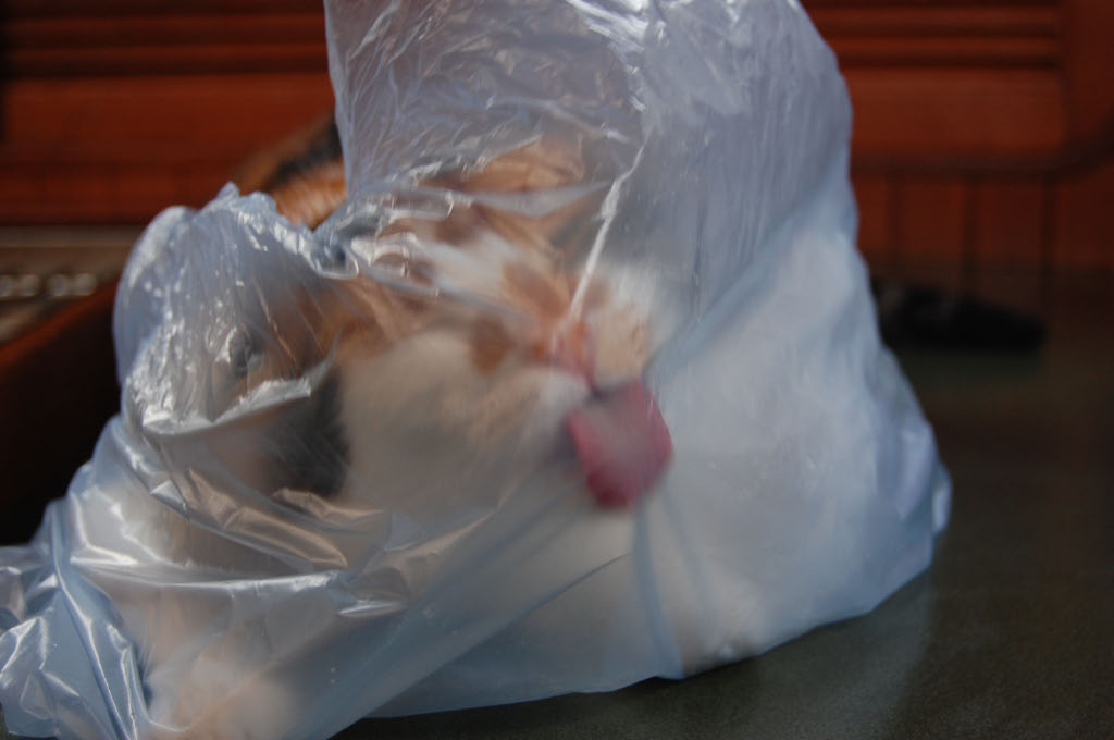 She also licks the inside of all grocery bags