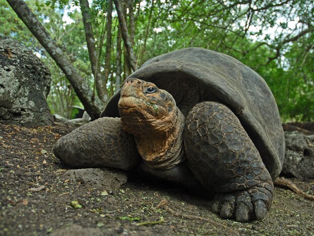 Galapagos