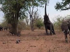 Chobe Afternoon Game Drive Videos
