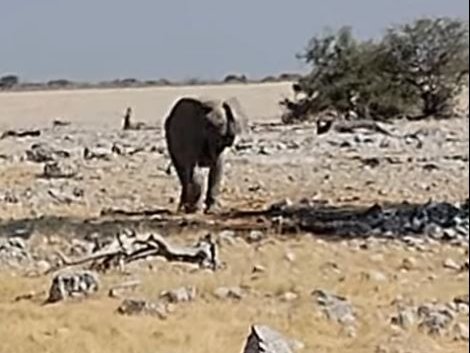 Etoshia National Park