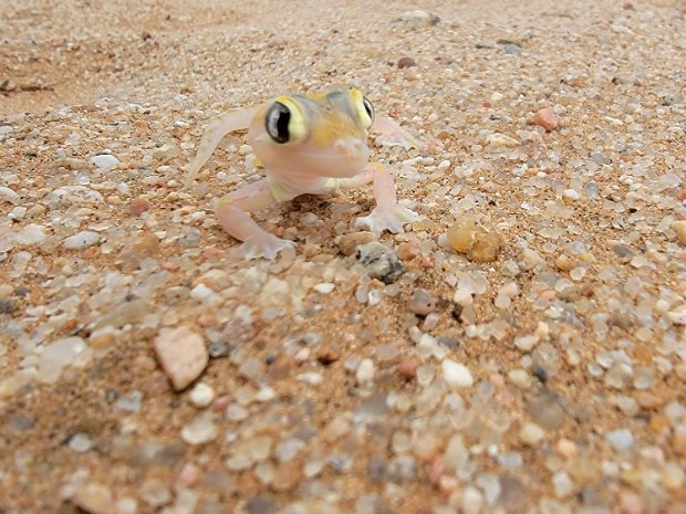 Swakopmund Desert Drive