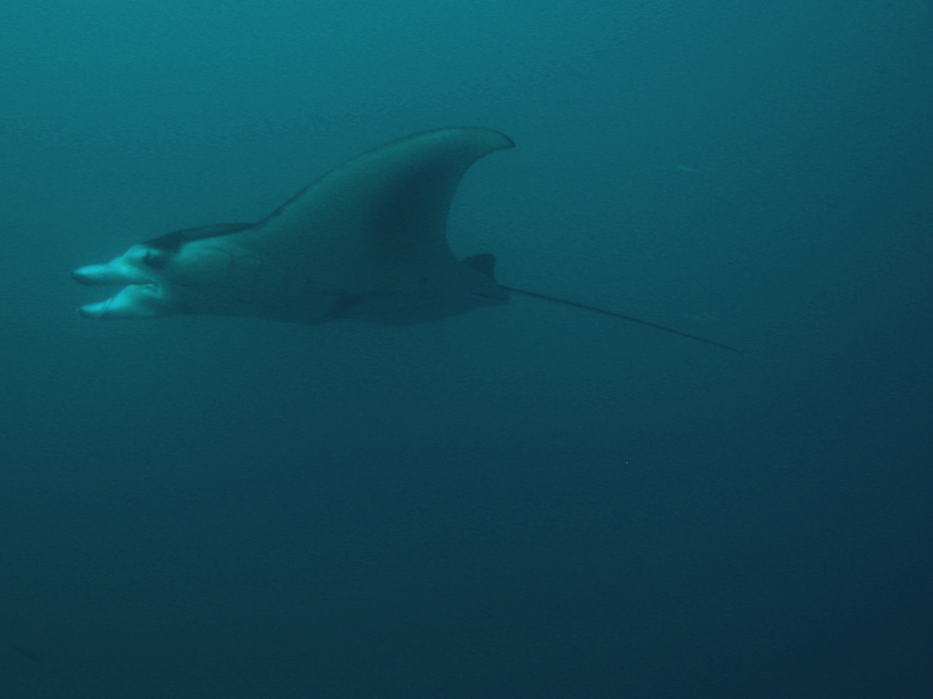 Finally a Manta Ray sighting