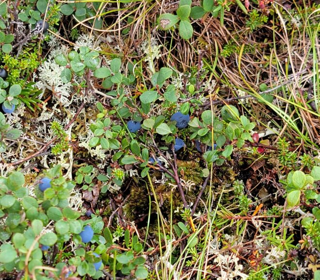 Blueberry Picking at Wood River